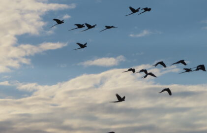 Im Süden finden wir Dschungel, Begegnungen und Zaubervögel