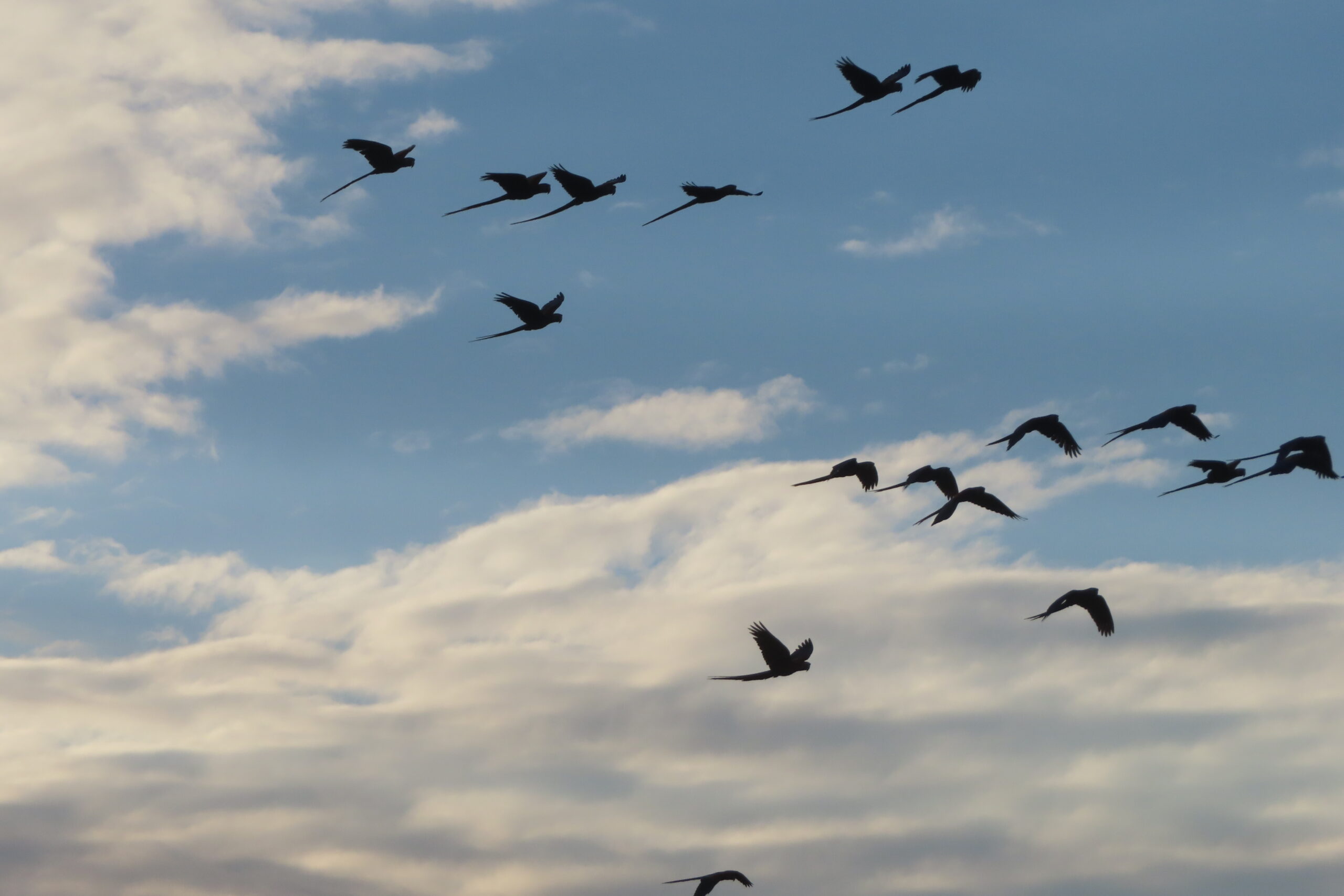 Im Süden finden wir Dschungel, Begegnungen und Zaubervögel