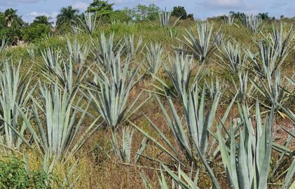 Das grüne Gold Yucatáns