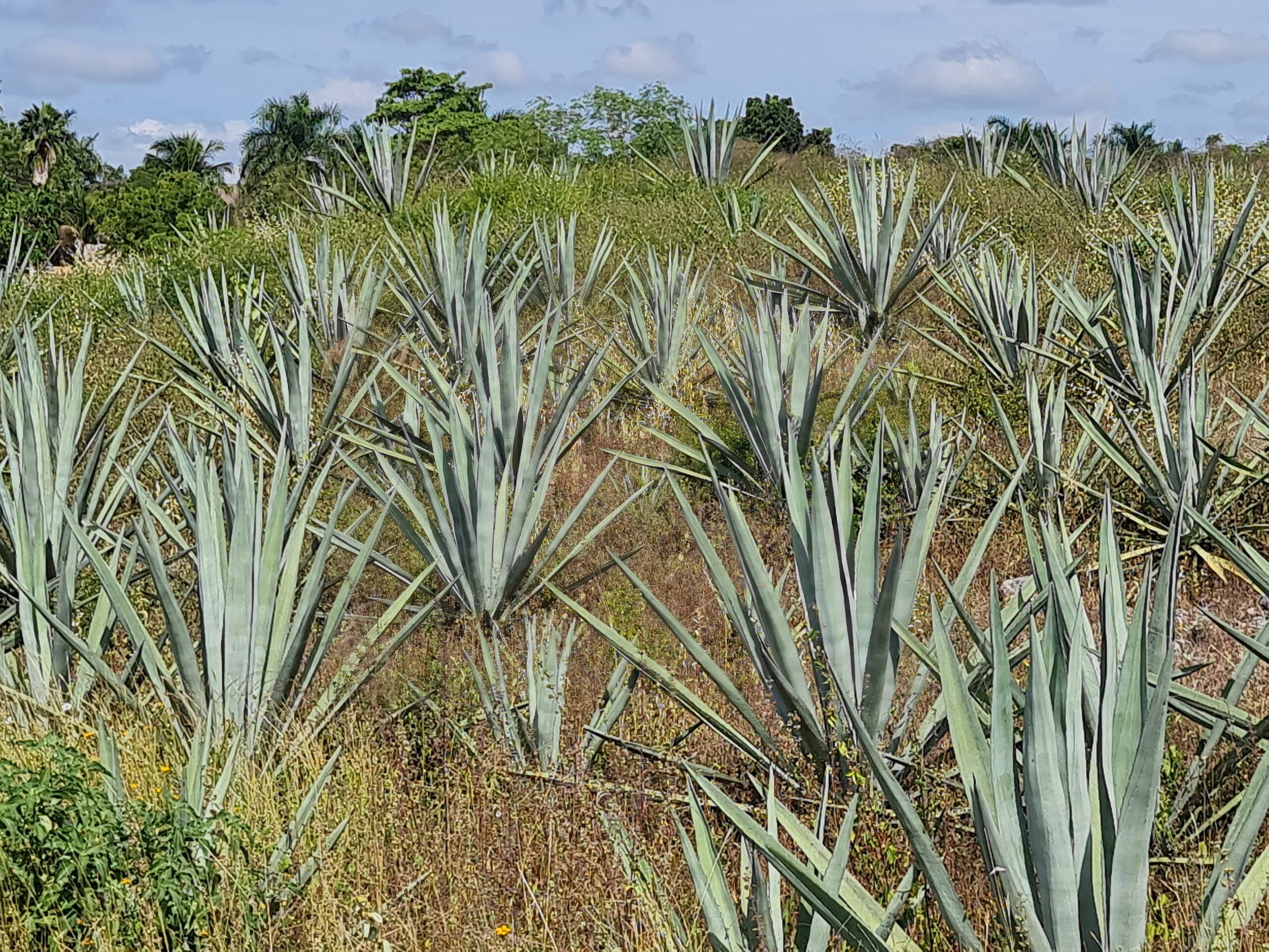 Das grüne Gold Yucatáns