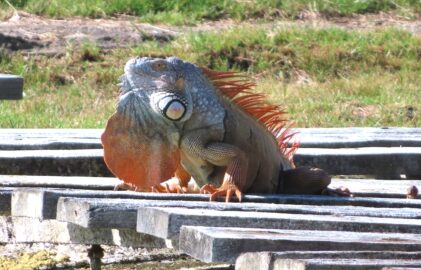 Schön, wild und unberechenbar