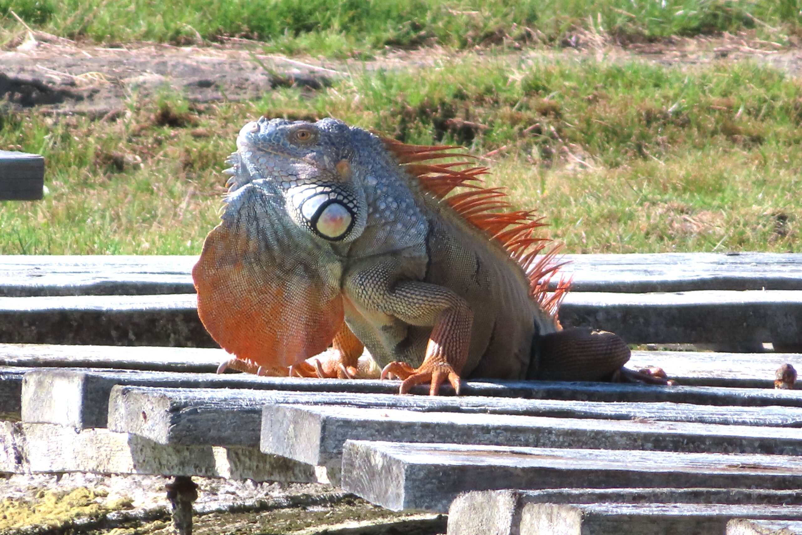 Schön, wild und unberechenbar