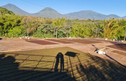 Wo die Erde brummt und der Kaffee besonders schmeckt